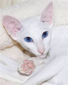 Siamese Kitten - Singapore Pets Listings | Sg Pets